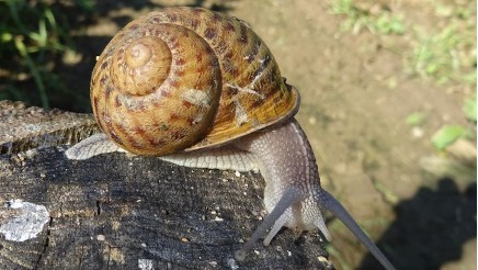 Escargot